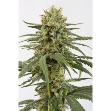 Amnesia CBD - 5 semen