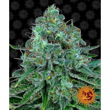 Barney’s Farm Critical Kush - 5 semen