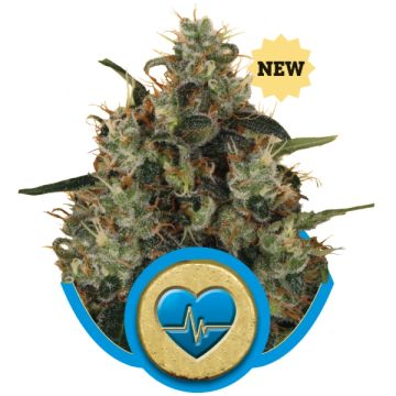 Medical Mass CBD