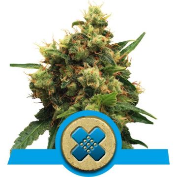 Painkiller XL CBD